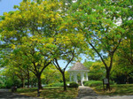 singapore-botanic-gardens