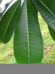 Tioman-greenleave