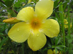 Tioman-hana-yellow2